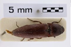 Foto (Dorsalansicht) von Melanotus candezei (NHMW-ZOO-COL-0007720)